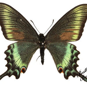 Real butterfly ,Spread butterfly ,Papilio maackii (Spring Form) butterflies, for Earring arts, crafts and jewellery