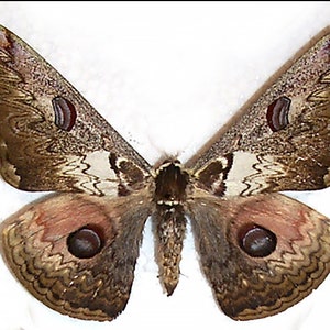 Caligula zuleika, Real moth ,Spread moth , for Earring arts, crafts and jewellery A-