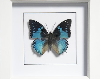 Western Blue Charaxes, Charaxes smaragdalis, Framed Butterfly, Real Butterfly, Insect