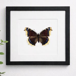 May include: A framed wall art piece featuring a dark brown butterfly with blue and yellow wing edges. The butterfly is centred on a white mat board within a square black frame, creating a high-contrast display of natural insect coloration.