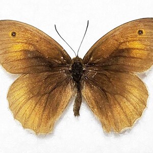 Wiese braun Schmetterling, für Ohrringe Kunsthandwerk und Schmuck