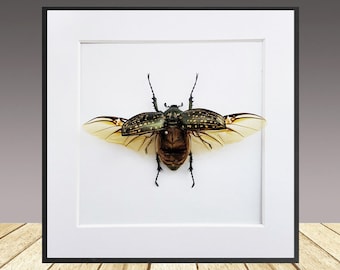 Long-Arm Beetle , Framed Beetle, Real insect