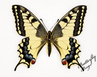 Papilio Machaon Machaon