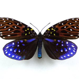 Erasmia sanguiflua, Real moth ,Spread moth , for Earring arts, crafts and jewellery (pre order)