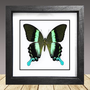 The Peacock, Papilio Blumei, framed butterfly, real butterfly