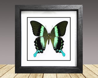 Paw, Papilio Blumei, motyl w ramce, prawdziwy motyl