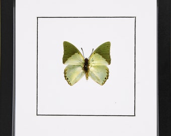 The common green charaxes,  Charaxes eupale latimargo, framed butterfly, real butterfly