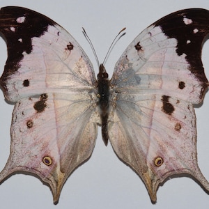 Real butterfly ,Spread butterfly ,Mother of pearl, for Earring arts, crafts and jewellery