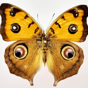 Pfau Stiefmütterchen, Echter Schmetterling, Schmetterling Schmetterling, für Ohrringe Kunst, Kunsthandwerk und Schmuck