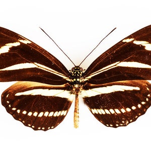 Puede incluir: Una mariposa marrón y blanca con rayas negras en sus alas. La mariposa está extendida con sus alas abiertas.