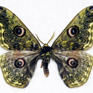 May include: A close-up of a moth, showcasing detailed wing patterns in olive green, brown, and yellow. The wings feature distinctive eye-like markings. The moth's body is a mix of brown and tan, set against a white backdrop.