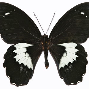 Papilio gambrisius, Echter Schmetterling, Schmetterling Schmetterling, für Ohrring Kunst, Kunsthandwerk und Schmuck
