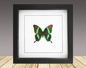Cola de especie esmeralda, Papilio palinurus