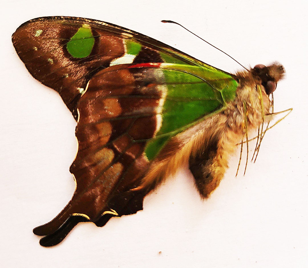 Papered/unset/unmounted/folded Real Butterfly, Graphium Weiskei, the ...