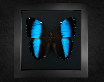 Mariposa enmarcada Morpho de Aquiles, insecto enmarcado