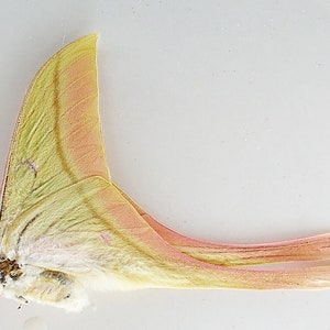 Papered/Unset/Unmounted/Folded Real butterfly, Actias rhodopneuma, Earring arts, crafts and jewellery,) A1-/A- CONDITION - pre-order