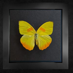 May include: A framed butterfly specimen. The butterfly has yellow wings with orange spots and tips, set against a dark background within a black frame. The wings are open, displaying the insect's details.