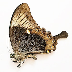 Papered/Unset/Unmounted/Folded Real butterfly, Emerald Swallowtail, Papilio palinurus, for Earring arts, crafts and jewellery,