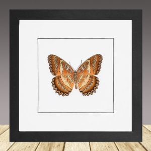 Red Lacewing, Cethosia biblis, framed butterfly, real insect