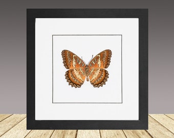 Red Lacewing, Cethosia biblis, framed butterfly, real insect