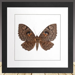 Eyed Witch Moth, Eupatula macrops, Framed moth, real moth, real insect