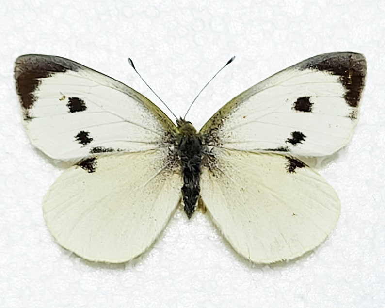 Large White Butterfly, for Earring arts, crafts and jewellery image 1