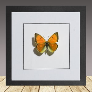 May include: A framed orange and yellow butterfly specimen with black wings and a white background.