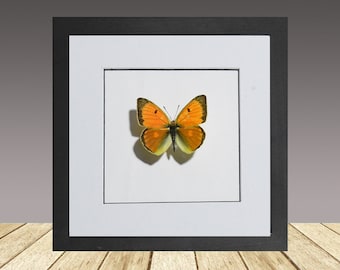 Colias heos, framed butterfly, framed insect
