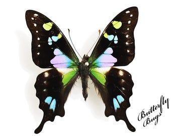 Echter Schmetterling (Graphium weiskei) für Bastelarbeiten und Schmuck