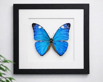 本物の小さな青い蝶の剥製 - Jamides euchylas - Etsy 日本