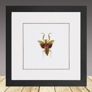 Jeweled flower mantis, Creobroter gemmatus, framed insect, real insect