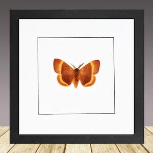 Puede incluir: Una impresión enmarcada de una mariposa marrón y naranja sobre un fondo blanco.