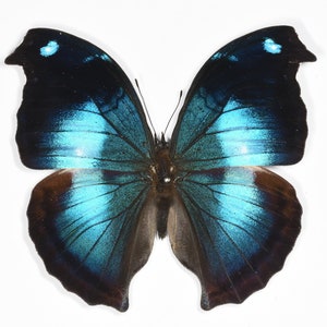 May include: A blue and black butterfly with iridescent wings. The butterfly is mounted on a white background.