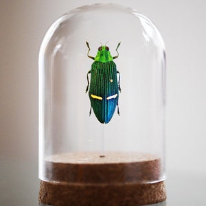 Catoxantha opulenta, Glass Bell Jar, real insect