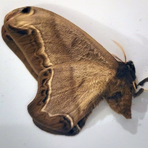 Papered/Unset/Unmounted/Folded Real butterfly, Arsenura biundulata, for Earring arts, crafts and jewellery, A1-/A-