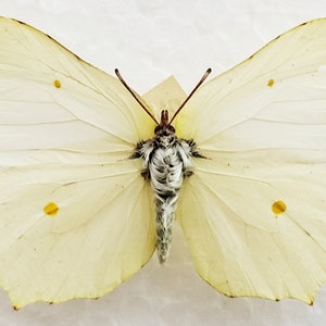 Echter Schmetterling, Zitronenfalter, Zitronenfalter