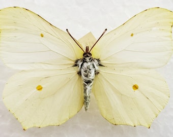 Real butterfly ,Spread butterfly , Brimstone Butterfly
