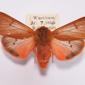May include: A preserved moth specimen with open wings, displaying shades of orange, brown, and peach. The wings feature detailed vein patterns and dark brown edges. A label reads "Wareham 7.1956 R. Robson".