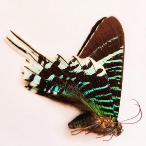 Papered/Unset/Unmounted/Folded Real butterfly, TUrania leilus, the green-banded urania, for Earring arts, crafts and jewellery,