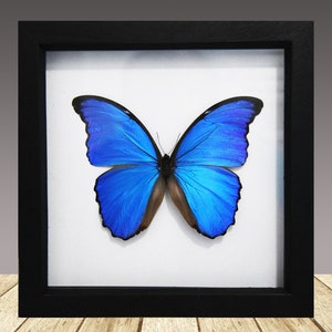 morpho didius, framed butterfly, framed insect