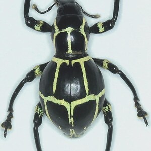 Puede incluir: Imagen de primer plano de un escarabajo negro con un cuerpo brillante y redondeado. El escarabajo tiene un patrón de líneas verde claro en su cuerpo y patas. Las patas son largas y delgadas, con pequeñas garras en los extremos.