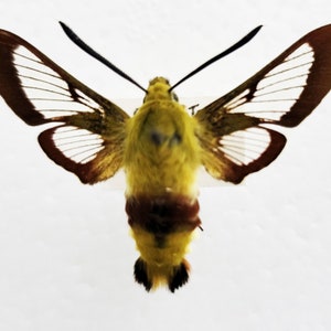 Real butterfly ,Spread butterfly , Broad-Boarded bee hawkmoth, for Earring arts, crafts and jewellery
