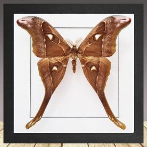 Coscinocera hercules, the Hercules moth, framed moth, real moth, RARE