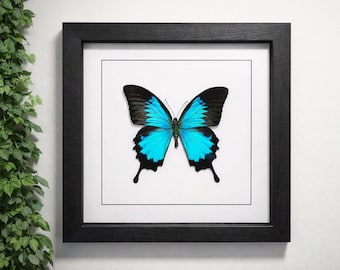 Blue Emperor Papilio Ulysses, framed butterfly, framed insect