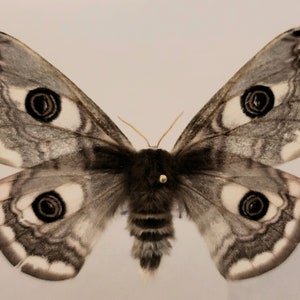 Real butterfly ,Spread butterfly ,Emperor moth,  for Earring arts, crafts and jewellery