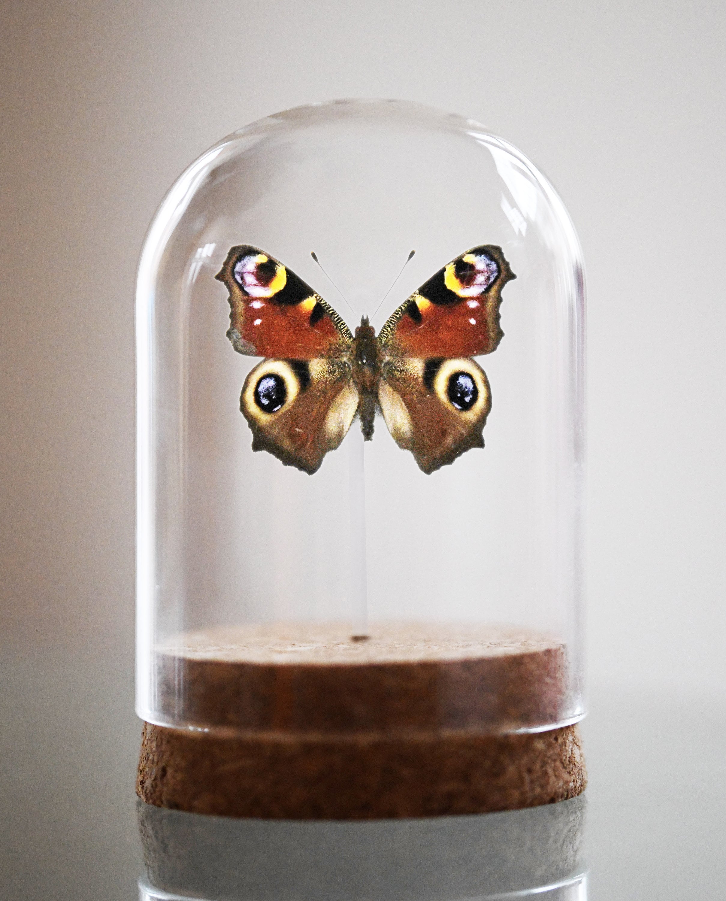 Peacock Aglais Io, Bell Jar, Real Butterfly, Real Insect - Etsy