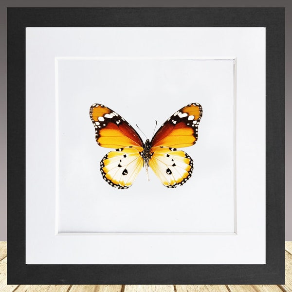 African Monarch, Danaus chrysippus , framed butterfly, Framed Insect, real Butterfly
