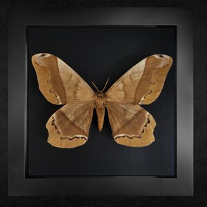 Arsenura armida, the giant silk moth, framed moth, real moth