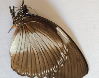 Papered/Ungefasst/Ungefasst/Gefaltet Echter Schmetterling, Hypolimnas monteironis für Ohrring Kunsthandwerk und Schmuck,