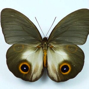 May include: A brown butterfly with large, white-rimmed eyespots on its wings. The butterfly has a dark brown body and a wingspan of approximately 12.5 cm.